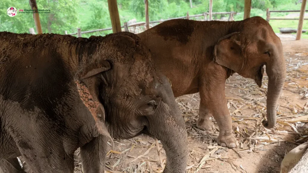 Elephants at Joy Elephant Sanctuary