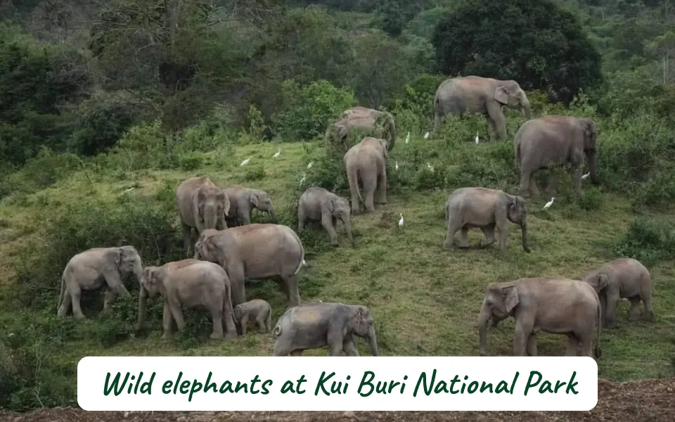 wild elephant at kui buri national park