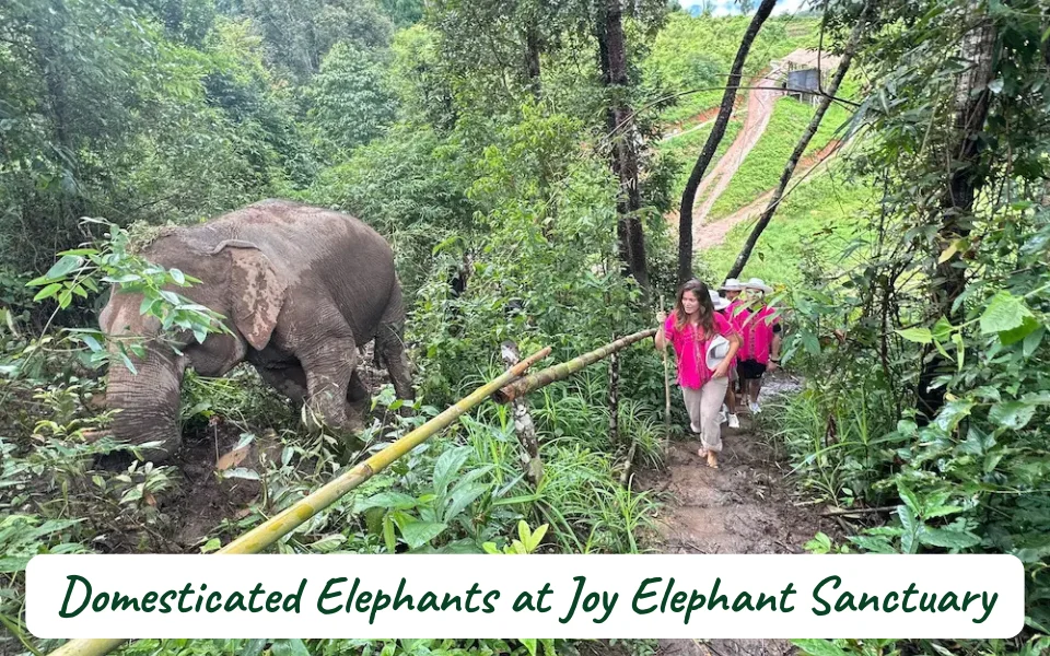 Elephant of Joy Elephant sanctuary