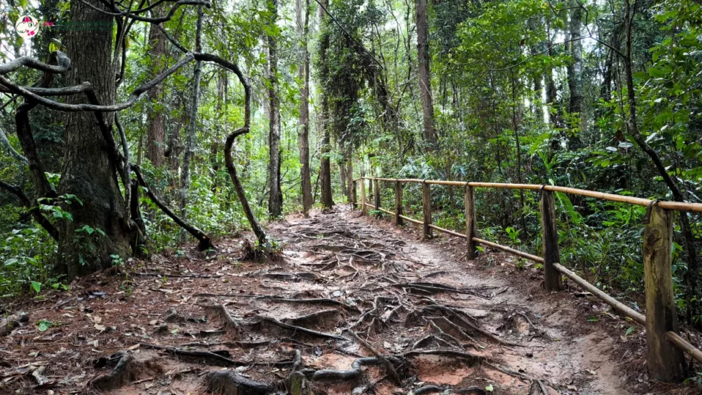 pha dok siew trail