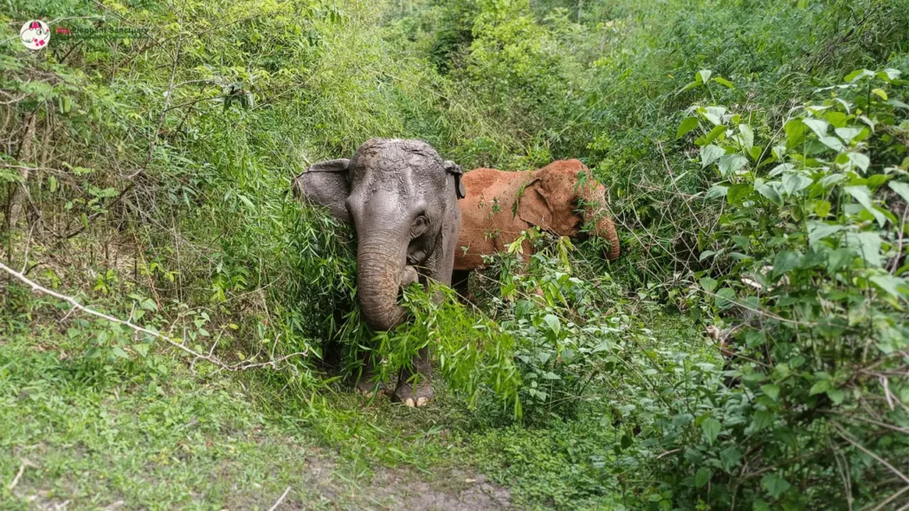 elephant of joy elephant sanctuary