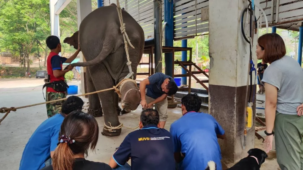 elephant nails take caring