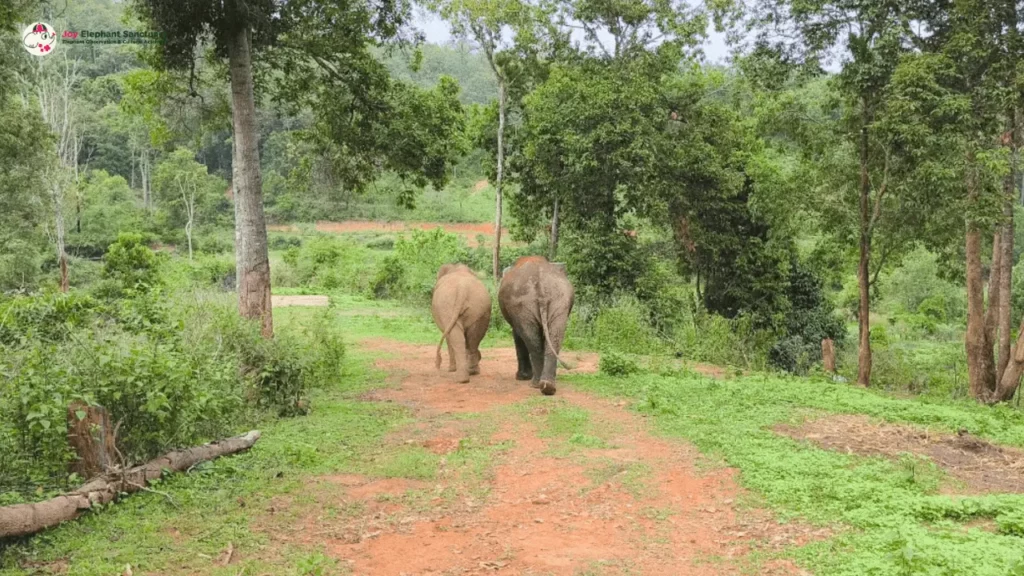 elephants walk together at Joy Elephant Sanctuary