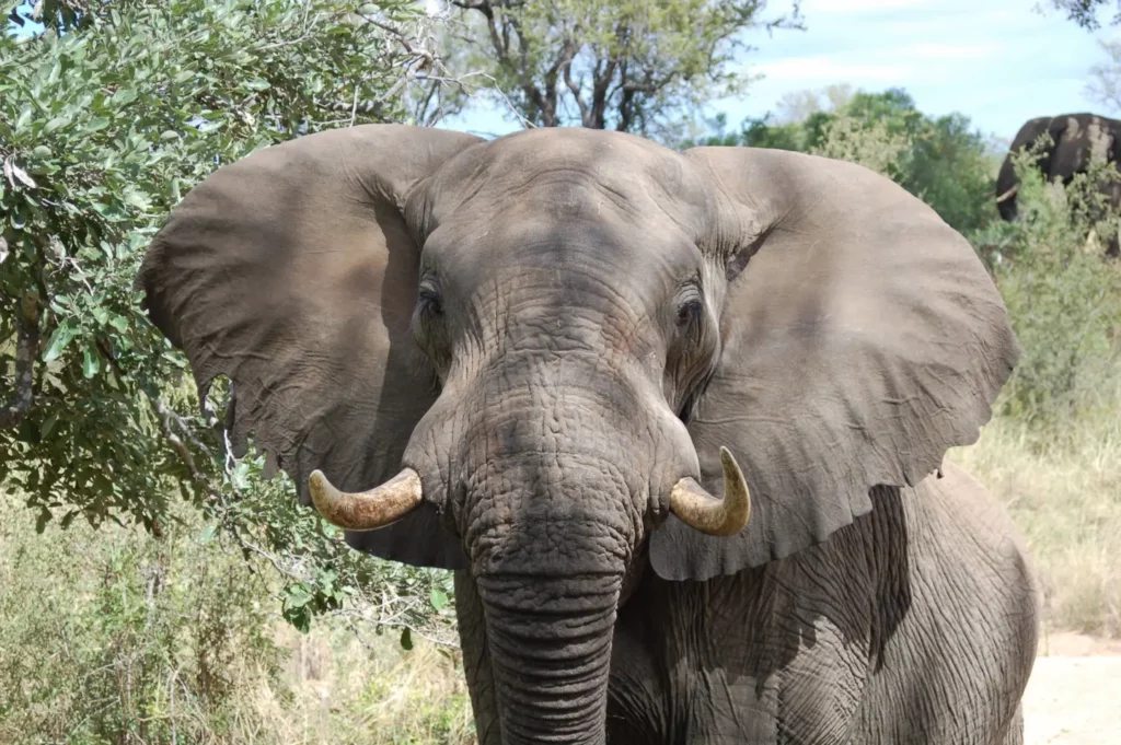 African Elephant