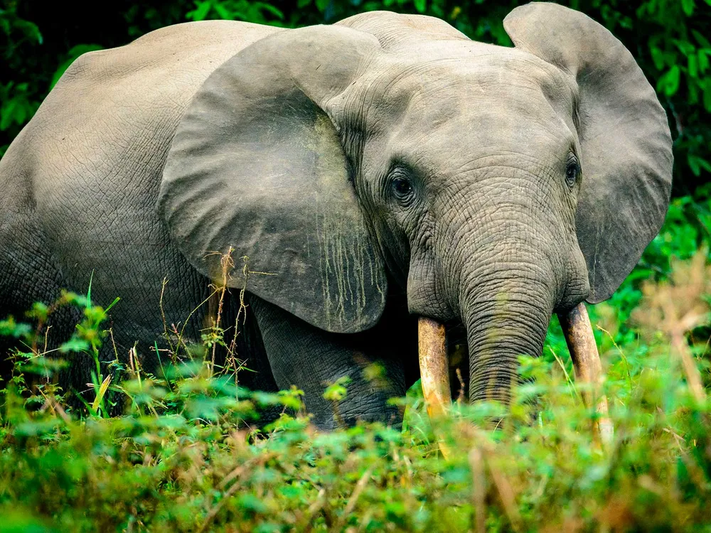 African Forest Elephants