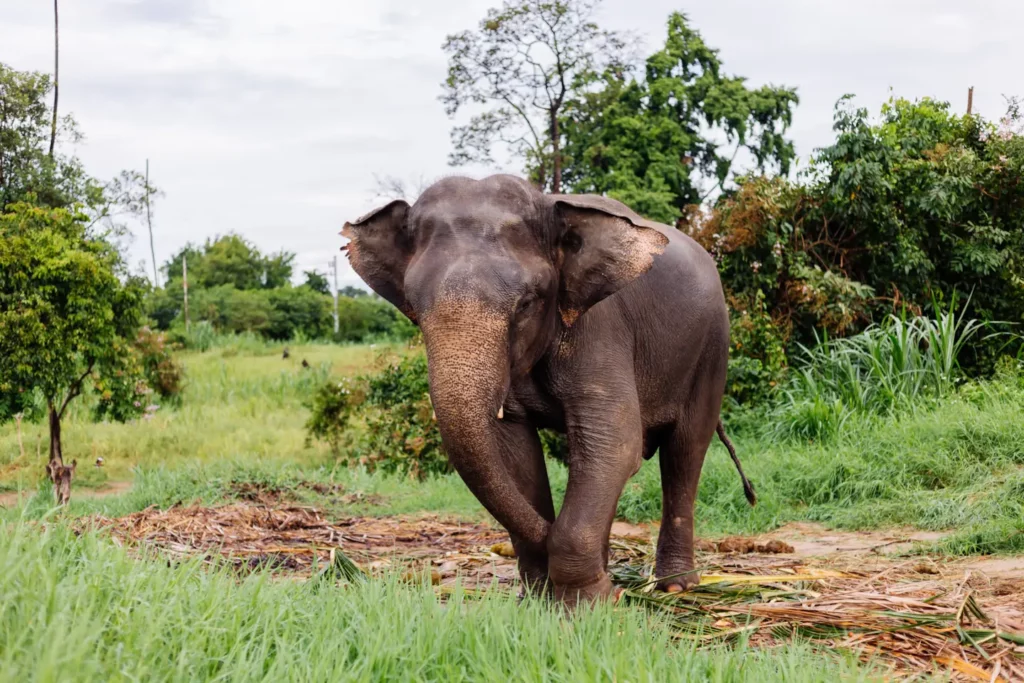 Asian Elephant